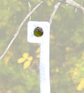 Wildlife Research Magnum Key-Wick 2/ct