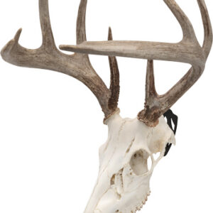 Allen EZ Mount European Deer Skull Wall Display 3/ct