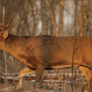 Birchwood Casey Eze-Scorer Targets Whitetail Deer Target 23"x35" 2/Pack